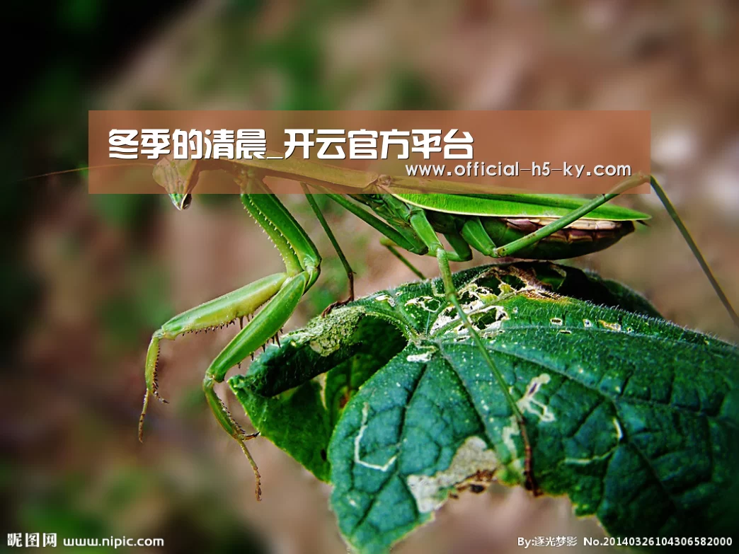 开云官方平台